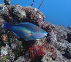 Image result for Scarus taeniopterus