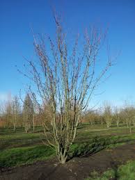 Attēlu rezultāti vaicājumam “Acer rufinerve flower”