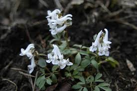 Attēlu rezultāti vaicājumam “Corydalis solida flower”