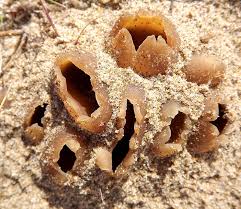 Attēlu rezultāti vaicājumam “Peziza ammophila”