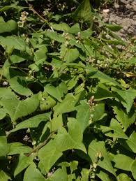 Attēlu rezultāti vaicājumam “Fallopia convolvulus”