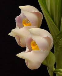 Attēlu rezultāti vaicājumam “Plantago uniflora flower”