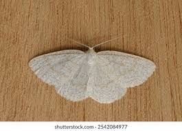 Attēlu rezultāti vaicājumam “Cabera exanthemata male”