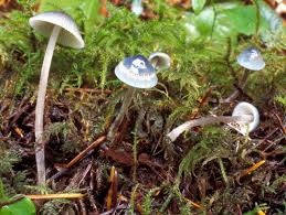 Attēlu rezultāti vaicājumam “Mycena”