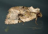 Attēlu rezultāti vaicājumam “Oligia sp.”