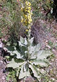 Image result for Verbascum phlomoides