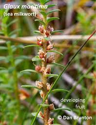 Attēlu rezultāti vaicājumam “Glaux maritima”