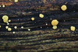 Attēlu rezultāti vaicājumam “Hypocrea gelatinosa”