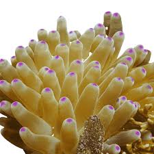 Attēlu rezultāti vaicājumam “Anemone”