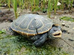 Image result for Malaclemys terrapin
