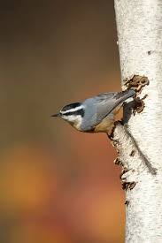 Image result for Sitta canadensis