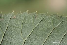 Attēlu rezultāti vaicājumam “Tilia x moltkei”