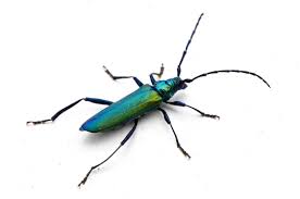 Attēlu rezultāti vaicājumam “Aromia moschata”