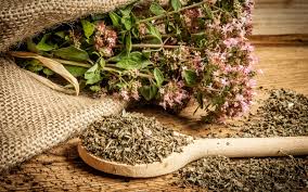 Attēlu rezultāti vaicājumam “Origanum vulgare bud”