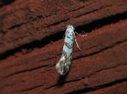 Attēlu rezultāti vaicājumam “Phyllonorycter platanoidella”