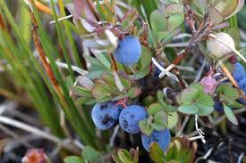 Attēlu rezultāti vaicājumam “Vaccinium uliginosum”