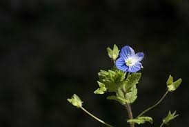 Attēlu rezultāti vaicājumam “Veronica agrestis leaf”