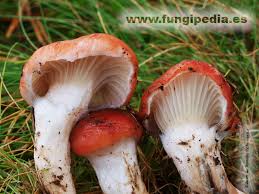 Attēlu rezultāti vaicājumam “Gomphidius roseus”