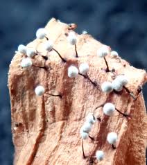 Attēlu rezultāti vaicājumam “Didymium nigripes”