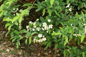 Attēlu rezultāti vaicājumam “Mespilus germanica”
