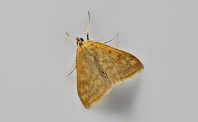 Attēlu rezultāti vaicājumam “Sitochroa verticalis”