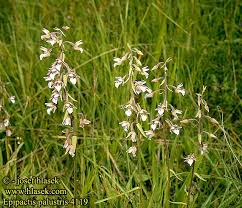 Attēlu rezultāti vaicājumam “Epipactis palustris leaf”