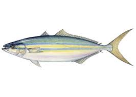 Image result for Elagatis bipinnulata