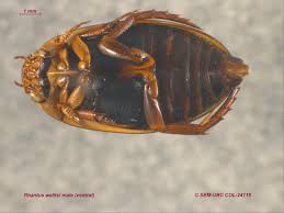 Attēlu rezultāti vaicājumam “Rhantus frontalis”