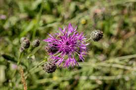 Attēlu rezultāti vaicājumam “Centaurea phrygia flower”