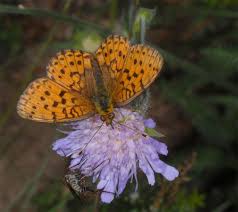Attēlu rezultāti vaicājumam “Brenthis ino”