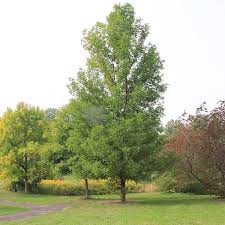 Attēlu rezultāti vaicājumam “Fraxinus pennsylvanica”