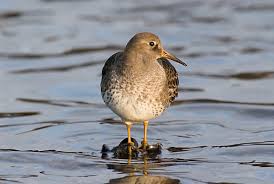 Attēlu rezultāti vaicājumam “Calidris maritima”