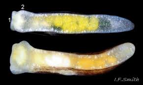 Attēlu rezultāti vaicājumam “Lophozia capitata”