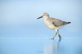 Attēlu rezultāti vaicājumam “Calidris canutus adult”