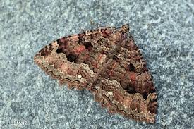 Attēlu rezultāti vaicājumam “Triphosa dubitata”