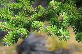 Attēlu rezultāti vaicājumam “Abies veitchii”