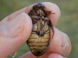 Attēlu rezultāti vaicājumam “Dytiscus marginalis”