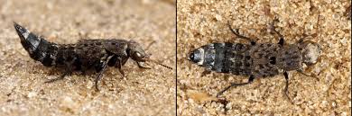 Attēlu rezultāti vaicājumam “Ontholestes murinus”