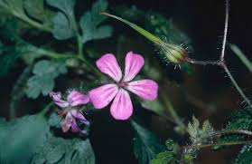Attēlu rezultāti vaicājumam “Geranium robertianum flower”
