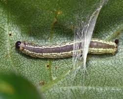 Attēlu rezultāti vaicājumam “Operophtera”