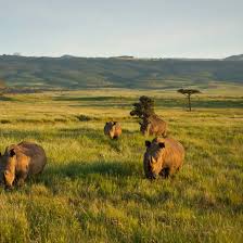 Image result for Rhyl Rhinos