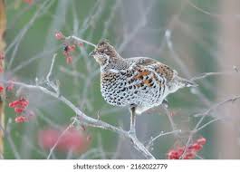 Attēlu rezultāti vaicājumam “Tetrastes bonasia”