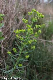 Attēlu rezultāti vaicājumam “Euphorbia virgata leaf”