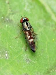 Attēlu rezultāti vaicājumam “Platypezidae”