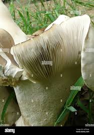 Image result for macrocybe titans