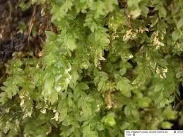 Attēlu rezultāti vaicājumam “Mnium stellare”