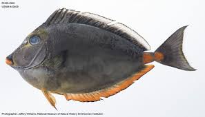 Image result for Naso lituratus