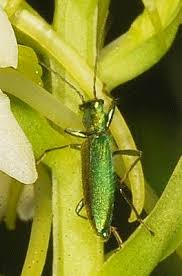 Attēlu rezultāti vaicājumam “Chrysanthia viridissima”