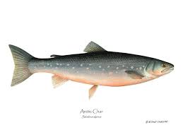 Image result for Salvelinus alpinus
