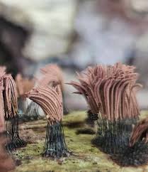 Attēlu rezultāti vaicājumam “Stemonitis axifera spores”